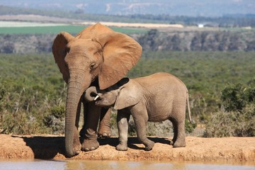 Acrylglasbilder Elefant Elefantenmutter mit Kalb am Wasserloch  © Duncan Noakes