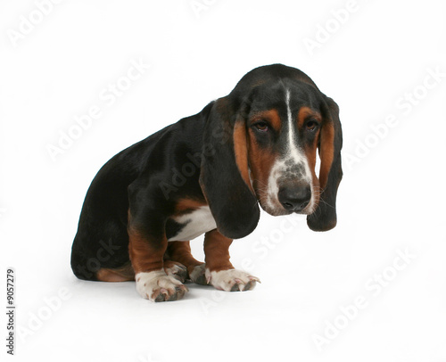 a baby basset hound beagle mix puppy