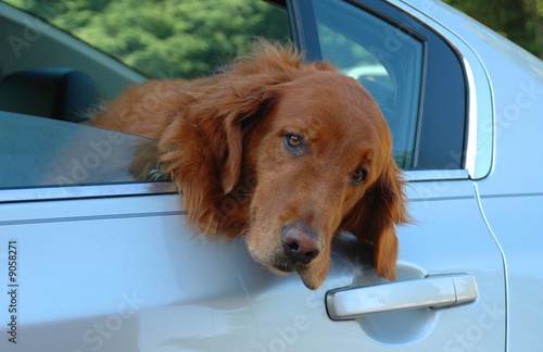 Golden Retreiver hanging his head out a car window