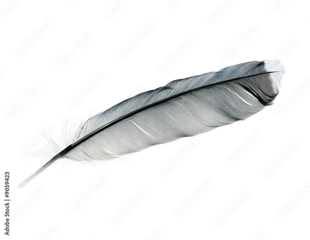 isolated bird feather of a Blue Jay on a white background isolated bird feather of a Blue Jay on a white background
