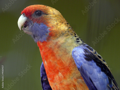 Adelaide Rosella