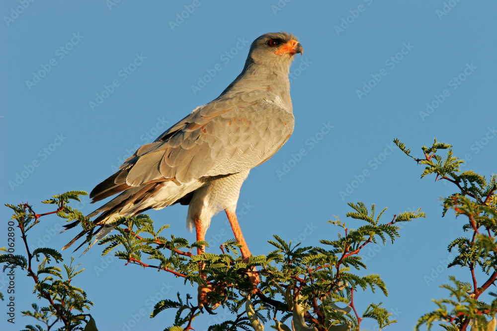 Pale Chanting goshawk (Melierax canorus), Kalahari, South Africa Pale Chanting goshawk (Melierax canorus), Kalahari, South Africa