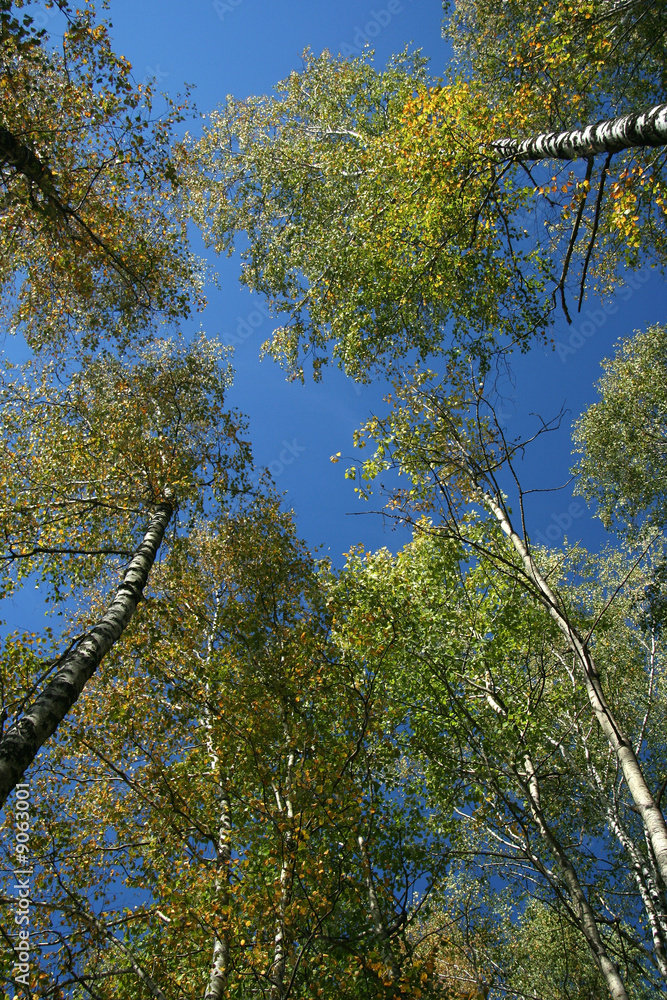 Obraz premium Autumn panorama