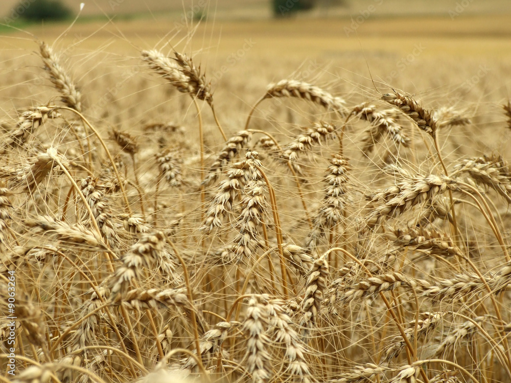 Fototapeta premium background made of yellow and gold cereal