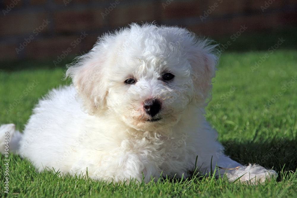 An 8 week old white and apricot Brichon Frese Puppy