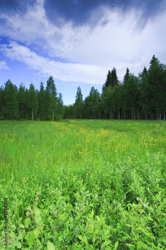 Meadow filled with grass and wild flowers