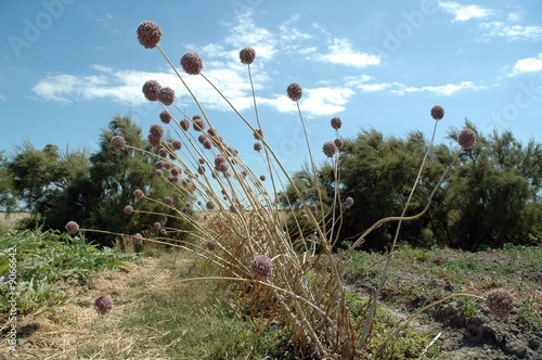 fleurs d'ail