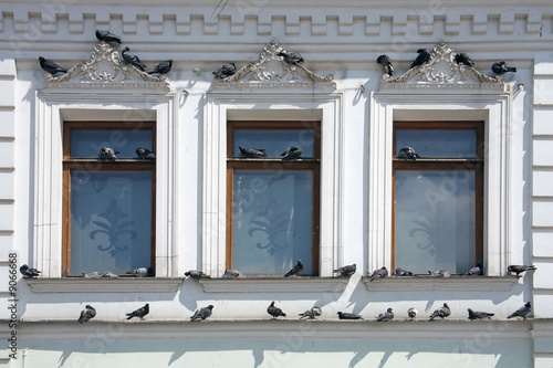 Pigeons on a window photo