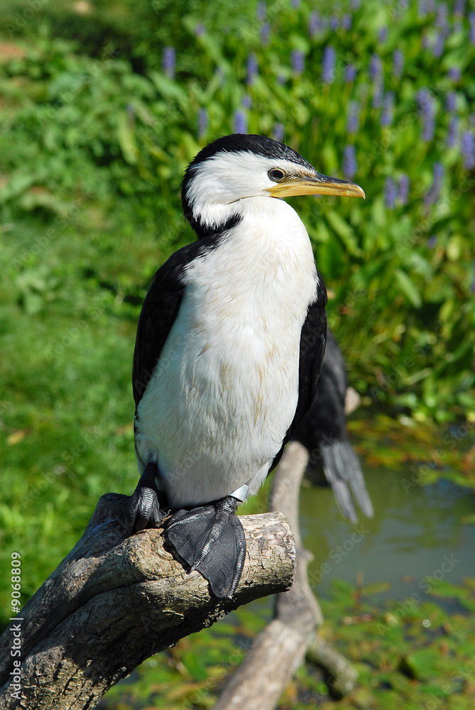 oiseau palmé