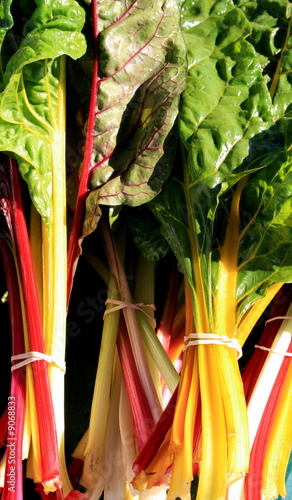 Rainbow Swiss Chard