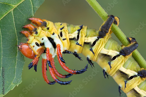 Hickory horned devil eating walnut leaf