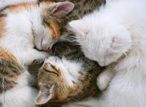 three adorable kittens are sleeping together on a chair