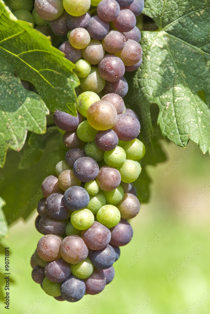 Ripening Pinot Noir Grapes Hanging on the Vine Ripening Pinot Noir Grapes Hanging on the Vine