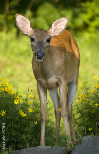 whitetail doe in flowers that is drooling © Guy Sagi