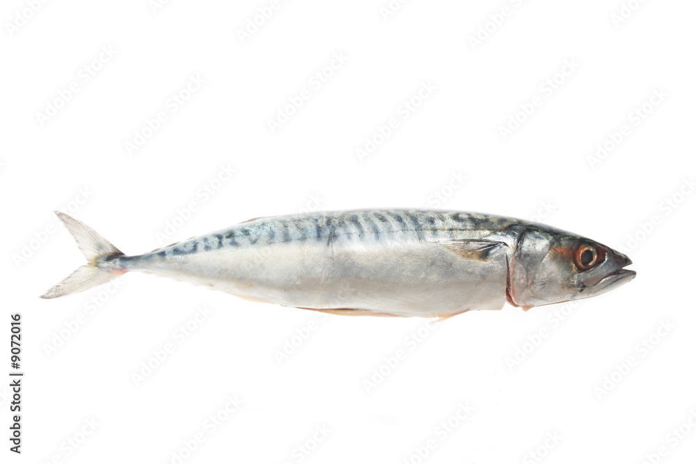 Single Mackerel fish isolated on a white background Single Mackerel fish isolated on a white background