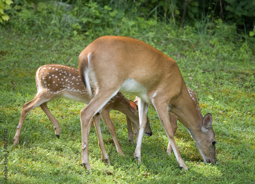 whitetail doe with a pair of fawns eating