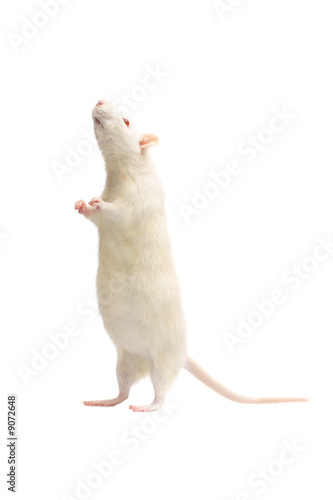 albino rat  isolated on white background