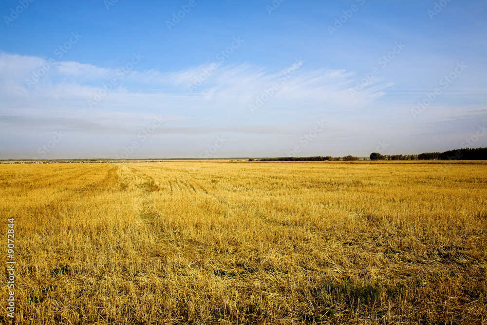 autumn agricultural field with blue sky above