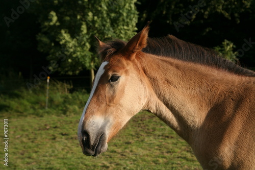 Araberporträt