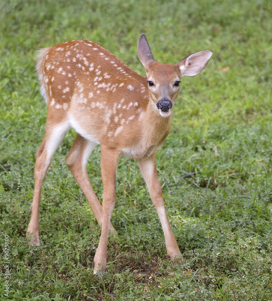 whitetail deer fawn with spots in the summer whitetail deer fawn with spots in the summer