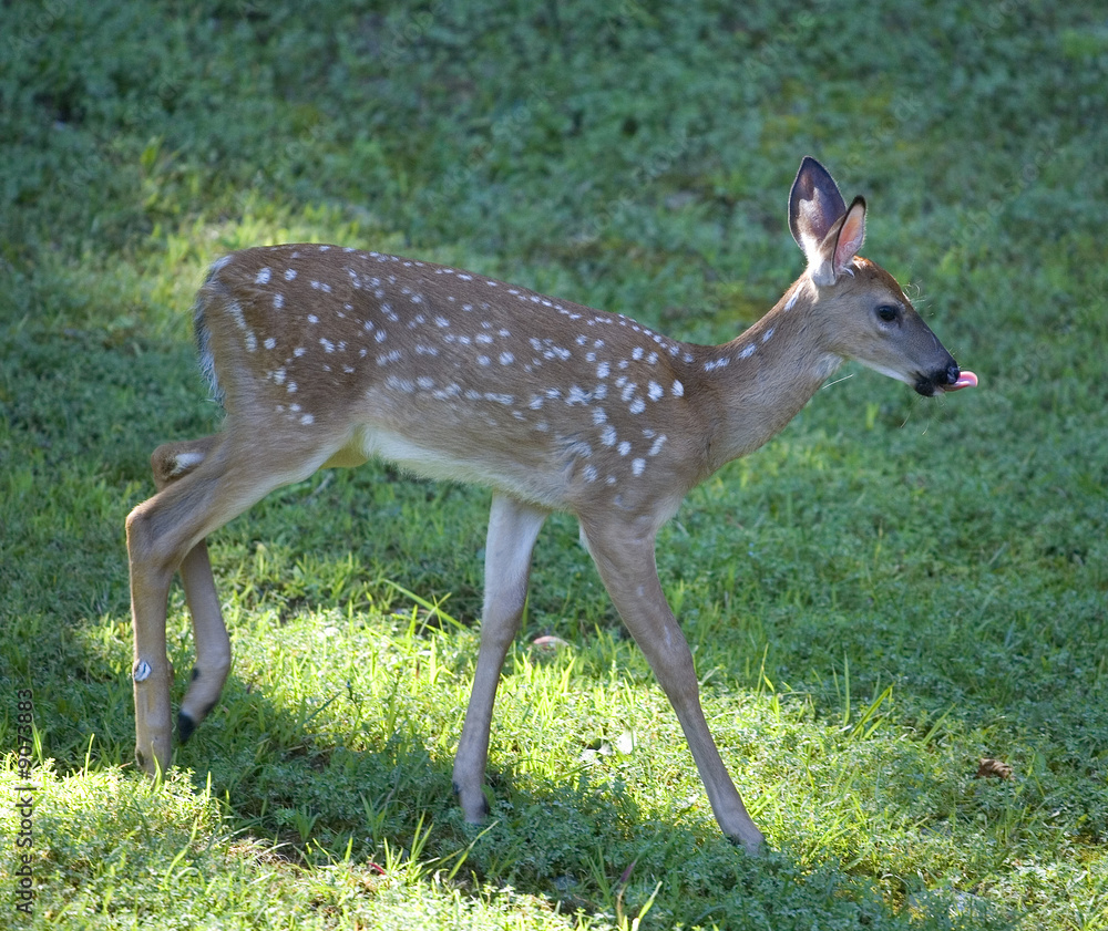 walking whitetail fawn with its tongue out walking whitetail fawn with its tongue out