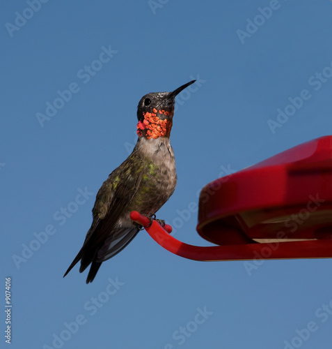 Ruby-throated Hummingbird perched on a red feeder