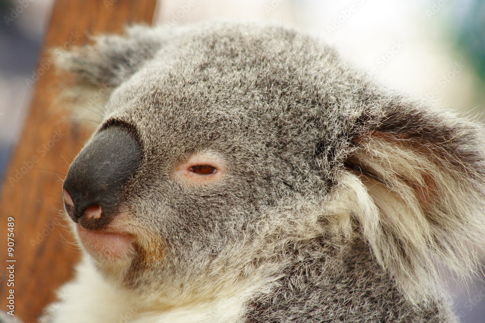 Fototapeta premium Koala