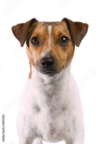 Portrait of a Rat Terrier on a white background