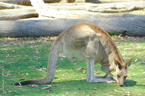 Kangaroo