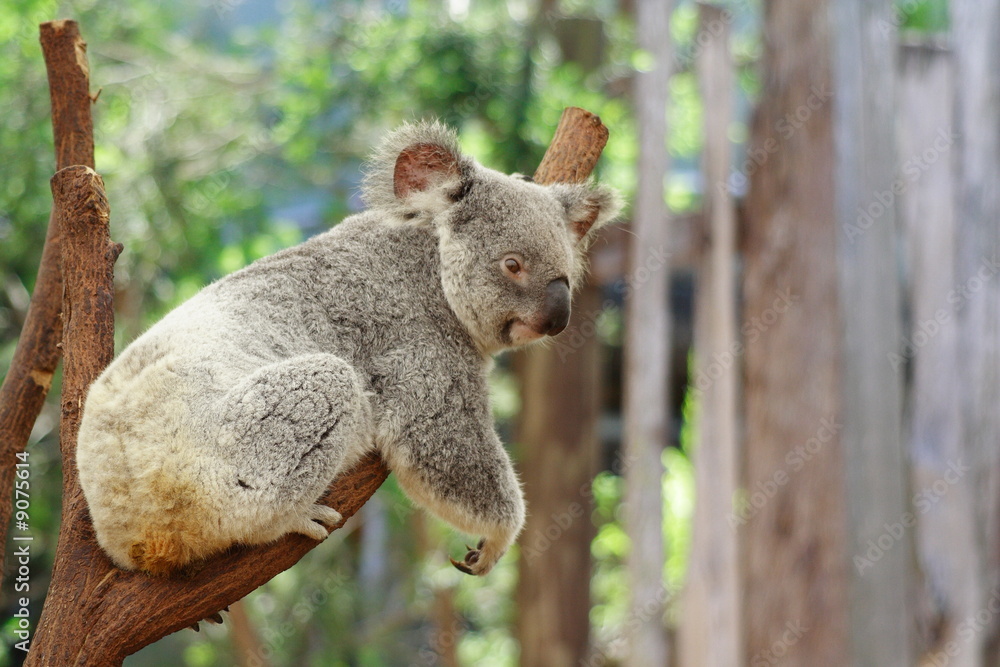 Obraz premium Koala