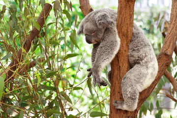Fotobehang Australië Koala in Australische eucalyptusboom  © ocwo