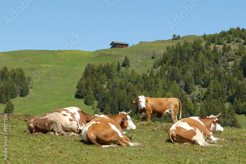 Il riposo delle mucche