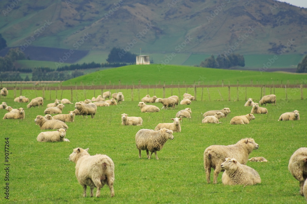 Fototapeta premium Sheep And Grassland