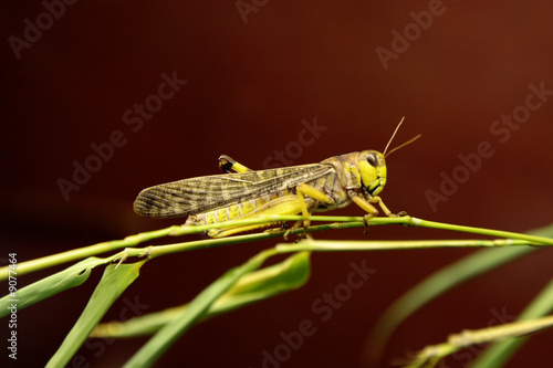 Wallpaper Mural Grasshopper Torontodigital.ca