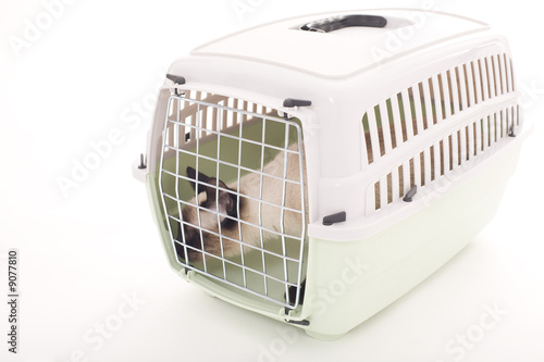 Siamese cat in pet carrier