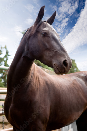 A horse against a blue sky