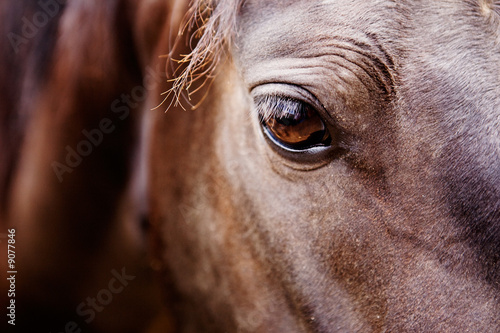 A detail of a horse eye
