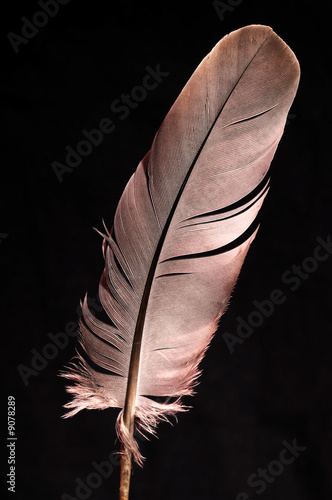 Feather