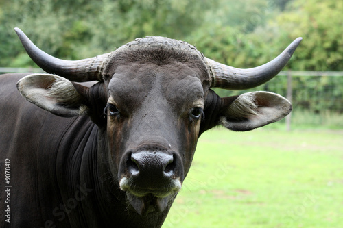 Banteng