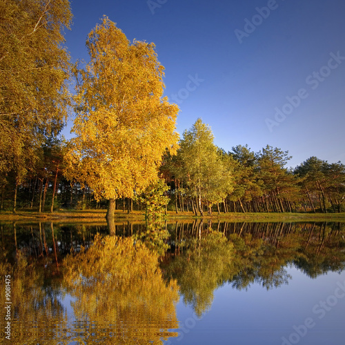 Colorful trees reflecting in a lake