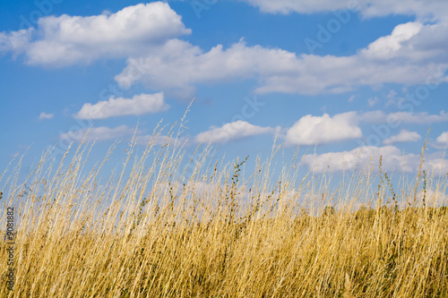 Dry yellow grass against cludy summer sky