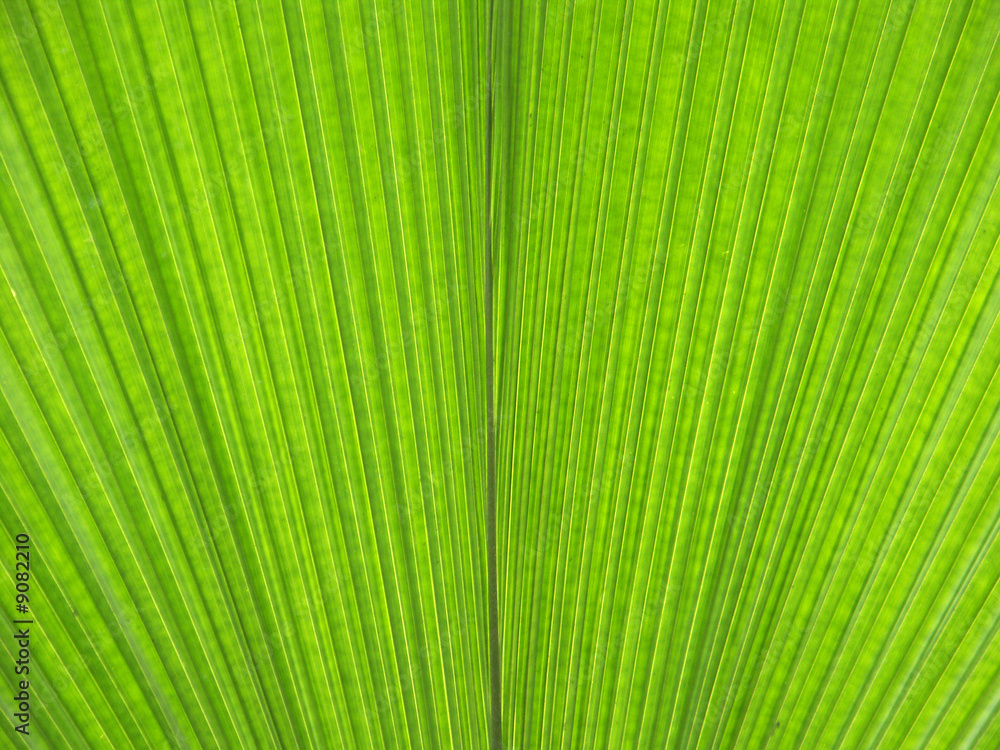 feuille du palmier-latanier feuille du palmier-latanier