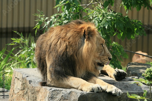 Lion lazing on the stone