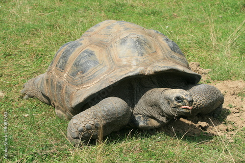Big turtle in the grass