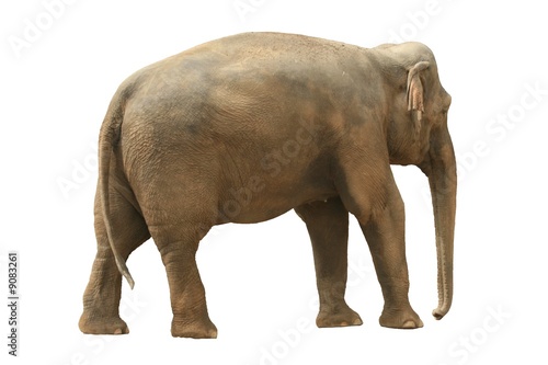 Elephant isolated on white background