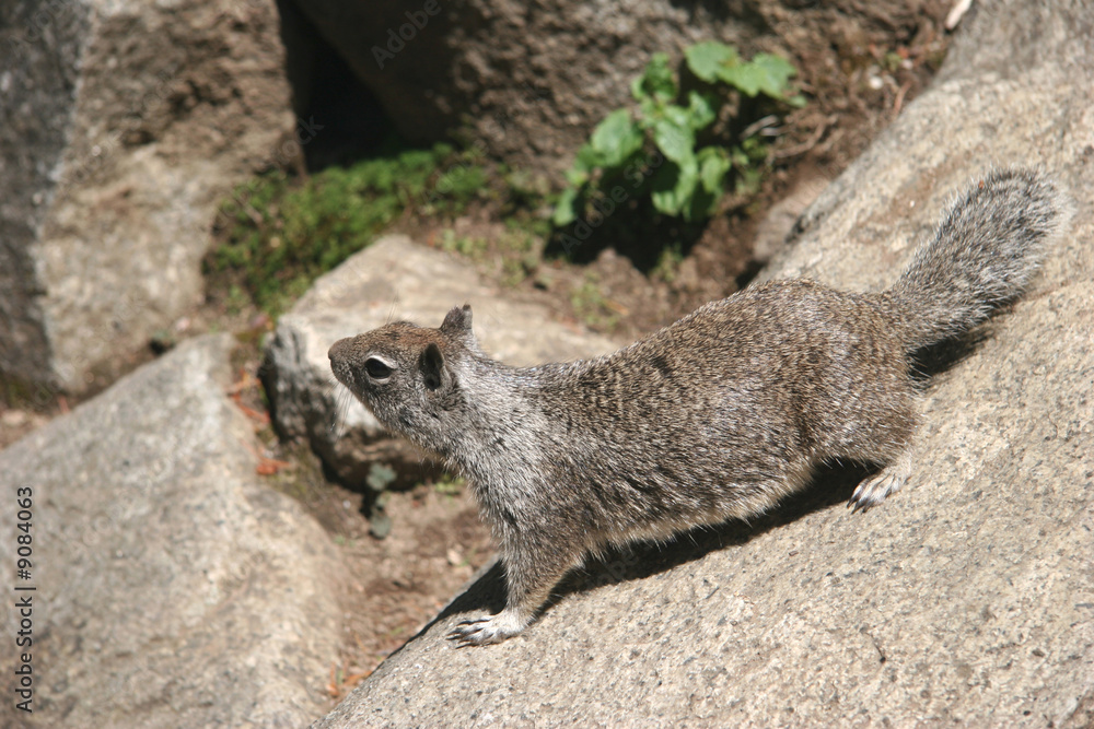 Naklejka premium Curious squirrel looking somewhere. Yosemite national park.