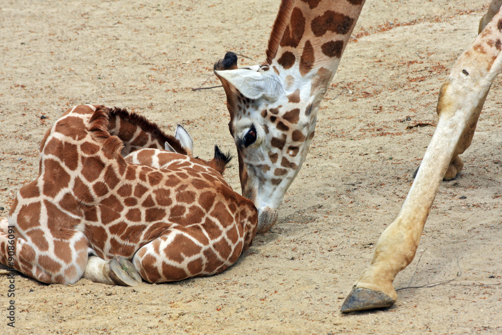 Obraz premium Giraffe