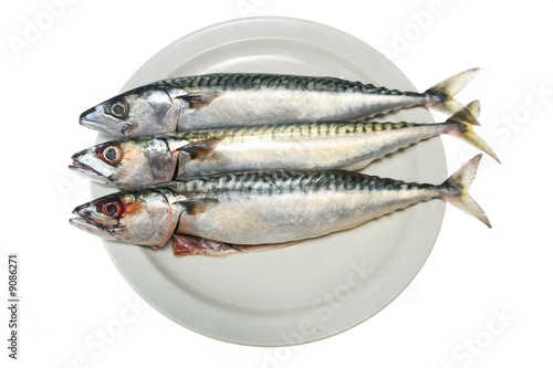 Three mackerel fish on a plate