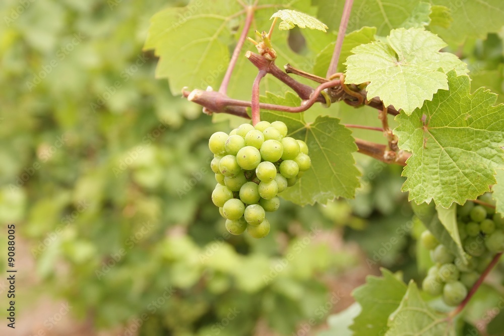 Grappe de raisins blancs