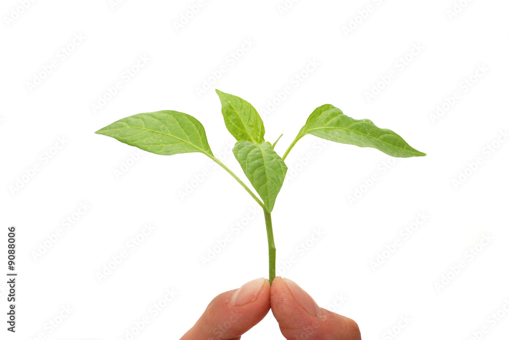 Planting fresh green to save environment Planting fresh green to save environment